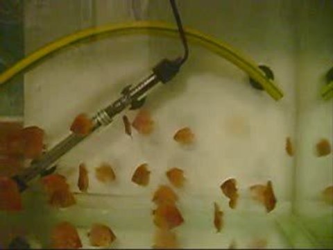 PİGEON YAVRULARI 36GÜNLERİ