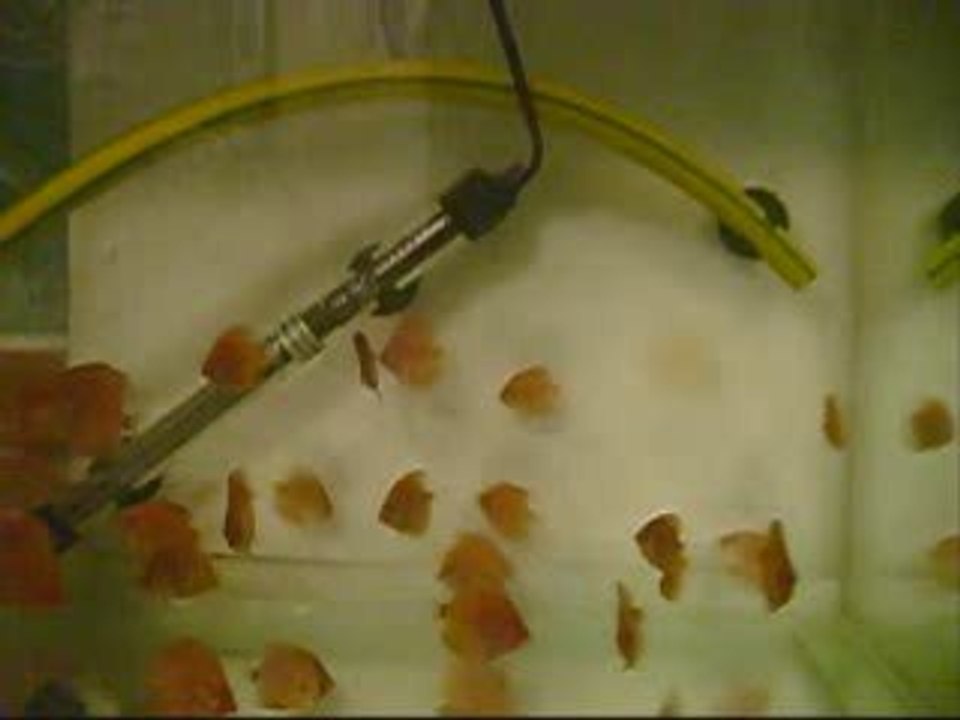 PİGEON YAVRULARI 36GÜNLERİ