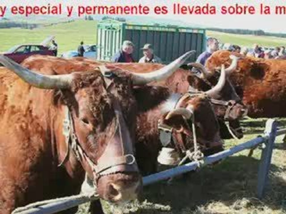 El Criar de Vacas Salers en Livradois, VINCENT-PESCHER