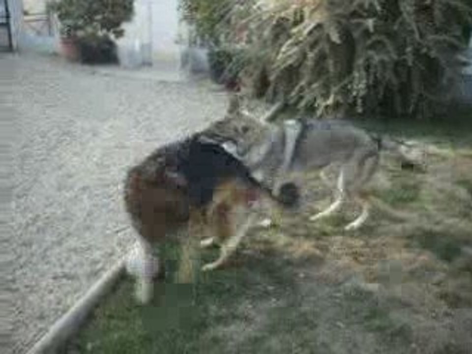 Chien Loup Tchèque  A.G.E.C. GOURNAY