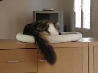 La vie secrète de Gribouille