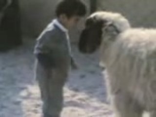 Testa a testa col caprone!