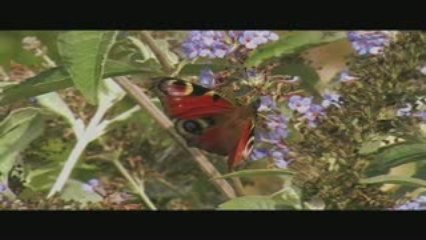 L'arbuste aux papillons (Buddleja davidii)