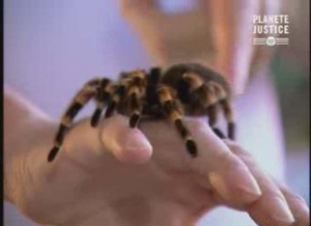 Comment la terrariophilie pille la nature....