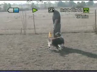 DIVA entrainement obeissance