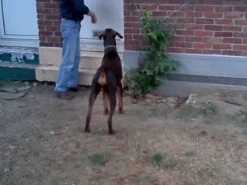 Darko (1)