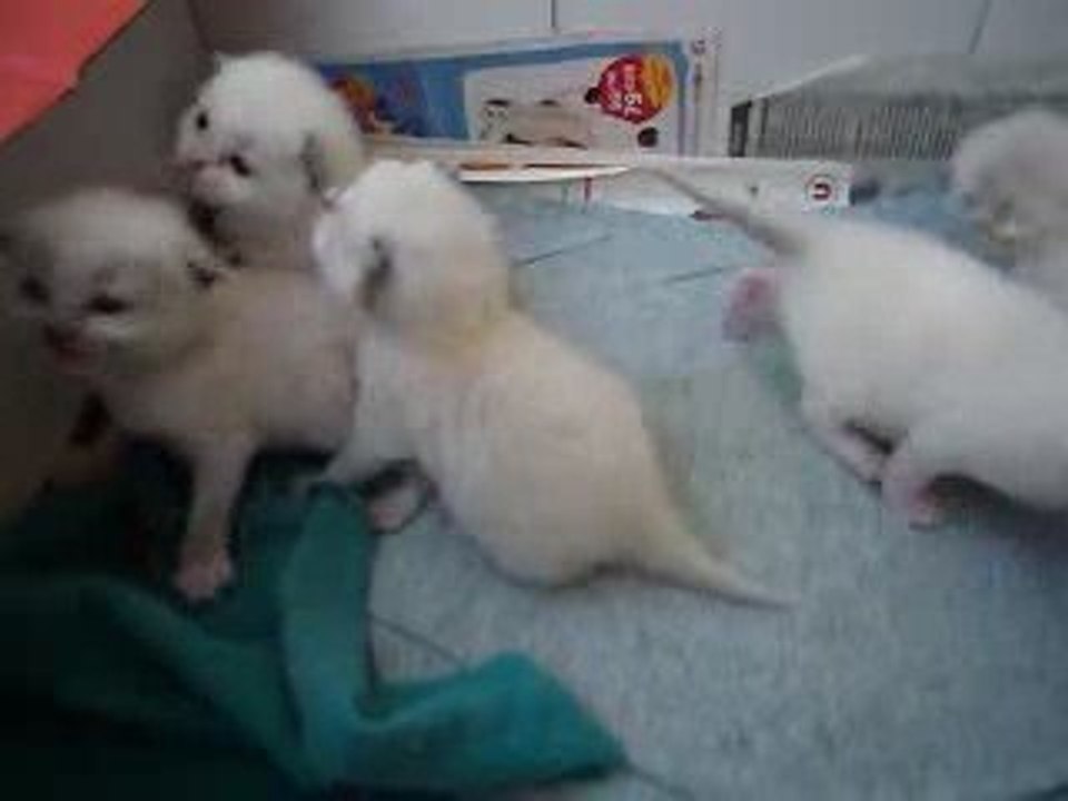 Portée de Chatons Ragdoll à 15 jours