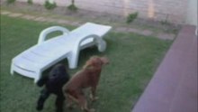 Camila - Rubias vs Morenas