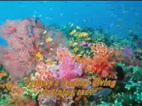 Diving Courses Sydney