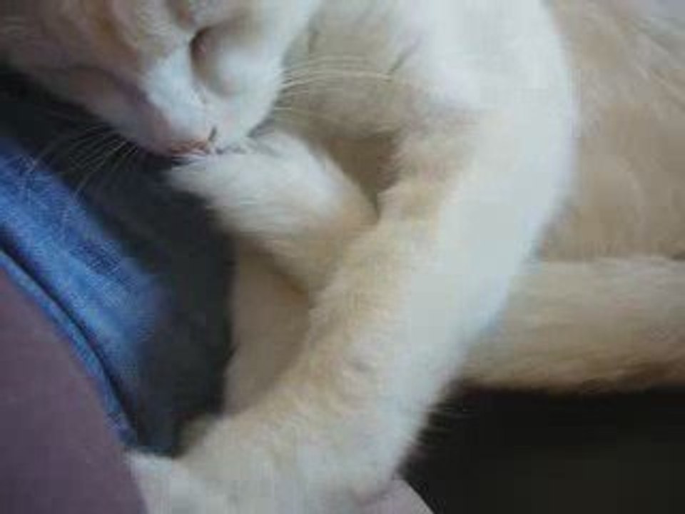 Mon chat et sa tétine