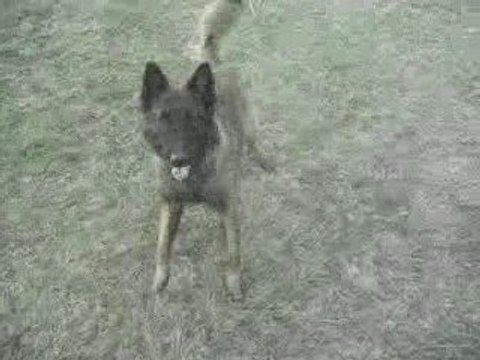 mon berger belge de tervueren qui veut bouffer l appareil ph