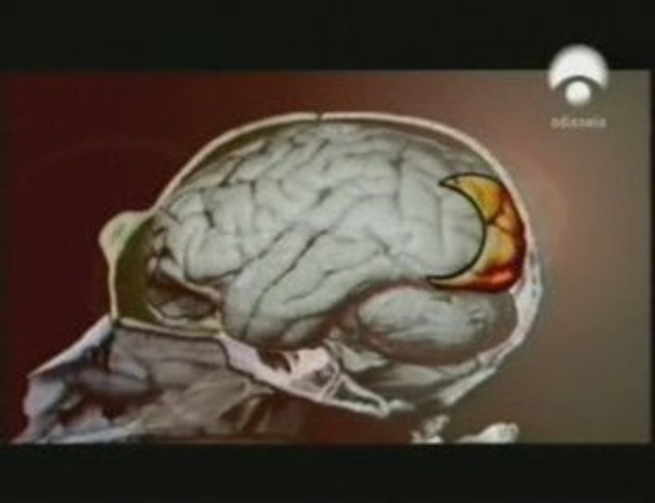 Origen del lenguaje: Evolucion cerebral