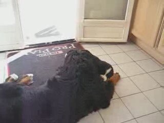 Premiers Jeux de Darine avec ses 7 Bébés Orphelins 👶