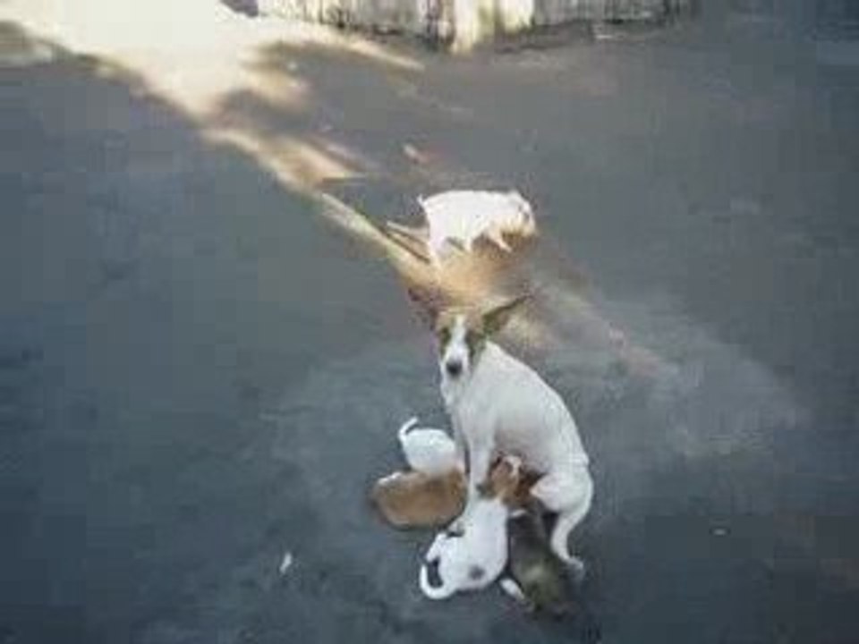 Village Pacifique d'Ambrym au Vanuatu.