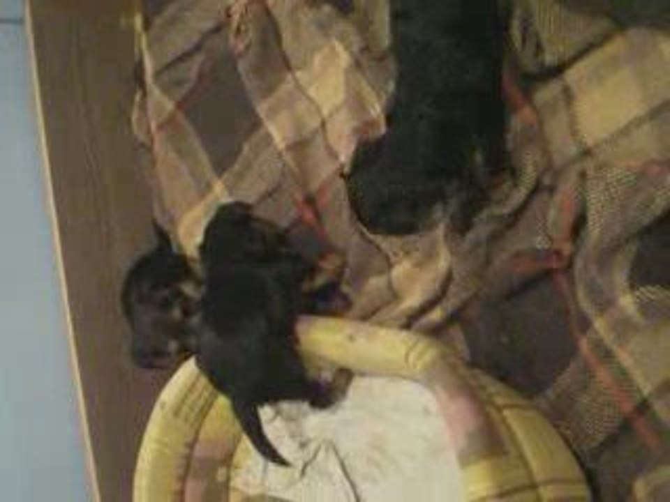 Chiots Yorkshire 3 bientot 1 mois :)