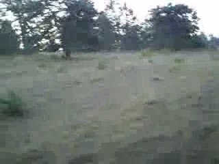 Sur le pied n°1 // 5 beagles lachés