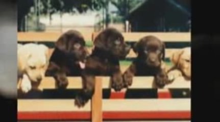 Potty training a puppy