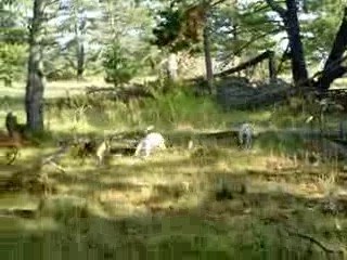 Sur le pied n°4 // 5 beagles lachés