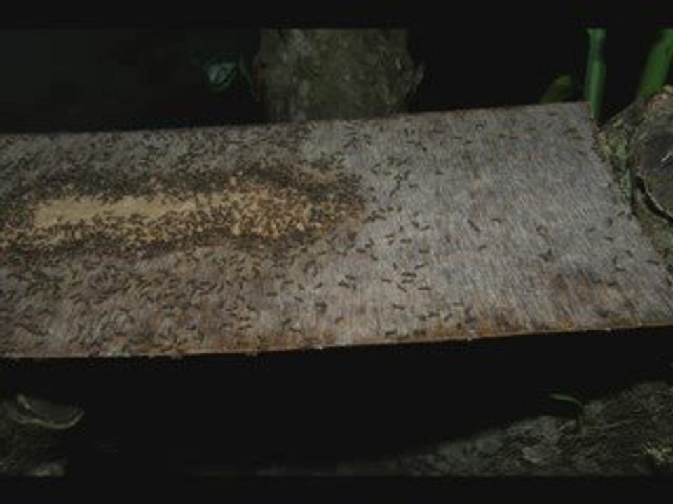 Linepithema humile 1