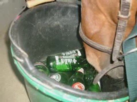 Le bétisier que j'ai présenté à la fete du cheval