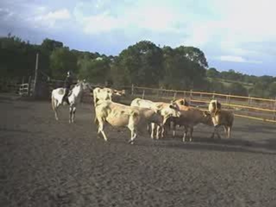 Stage Travail de Ranch : Manon