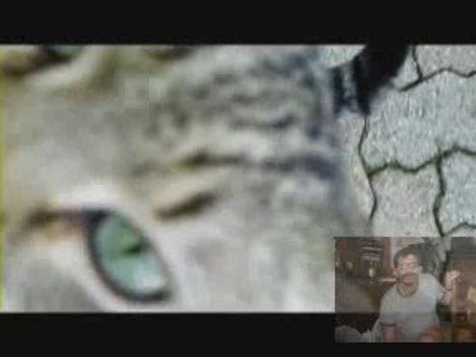 un chat pas sauvage