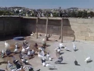 gündüz karışmasında tuttugumuz meverdi videosu güvercinurfa