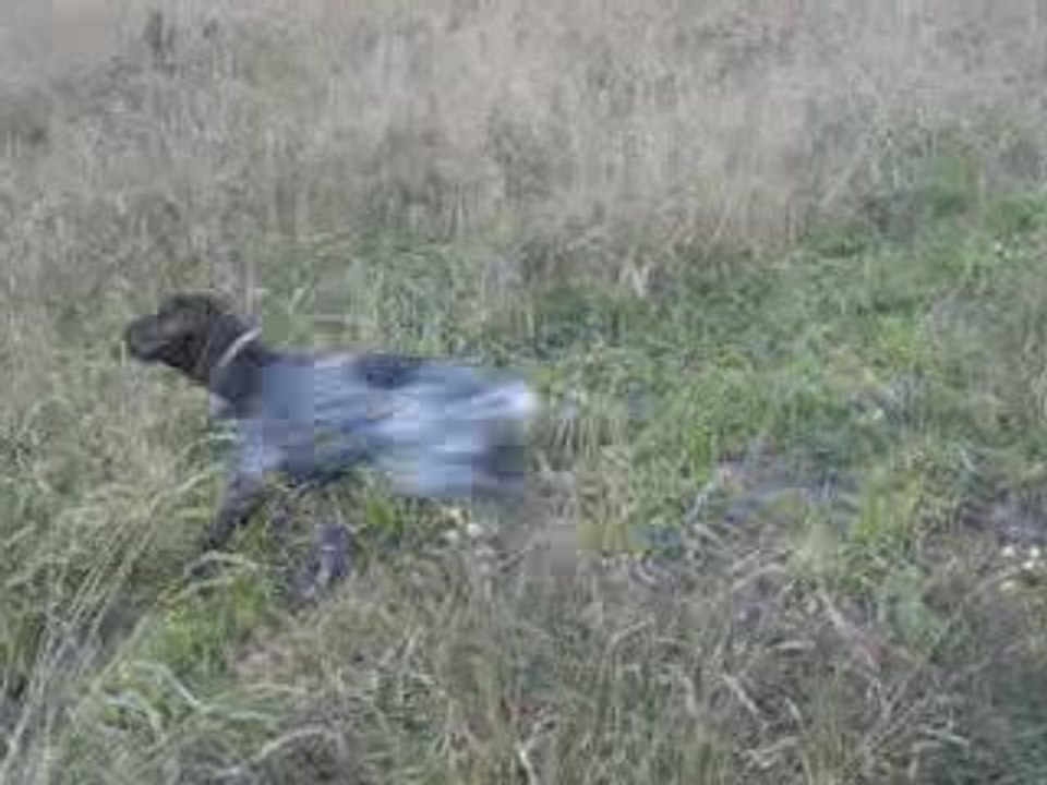 Bıldırcın Avı 27 Eylül 2009