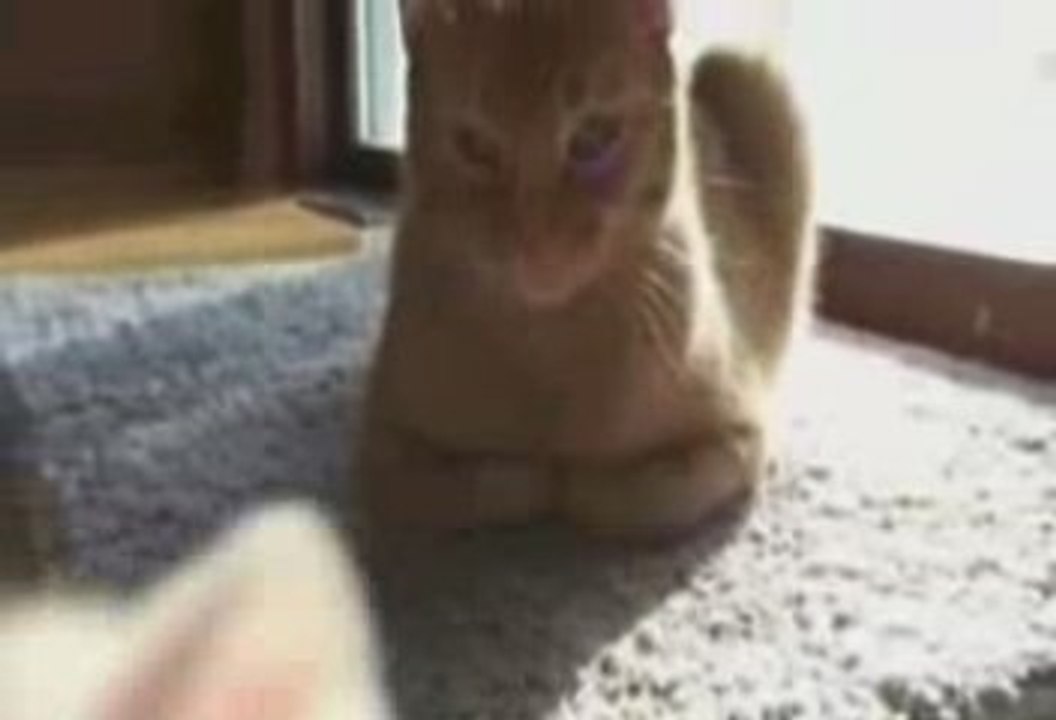 amour de chat