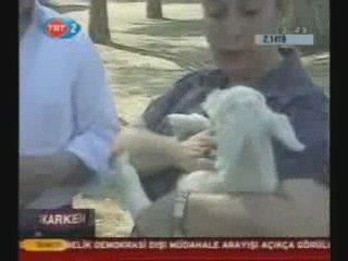 SÜPER SÜPER SEVİMLİ YAVRU KEÇİ