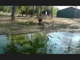 Rapport dans l'eau (29.09.09)