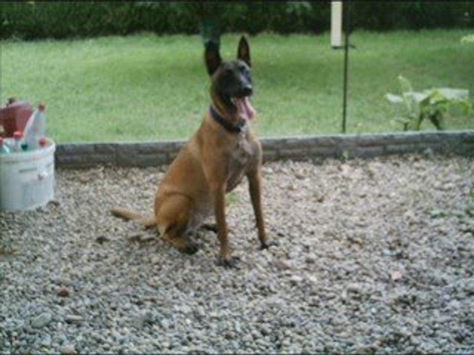 Cannelle 1997 à 2009