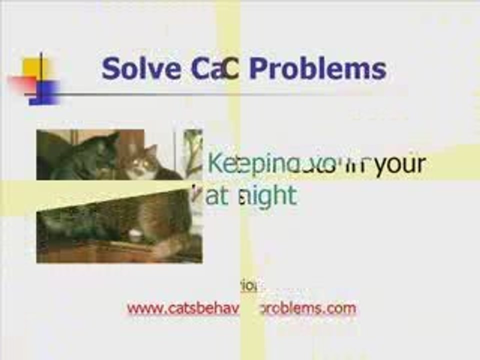 Cat Training