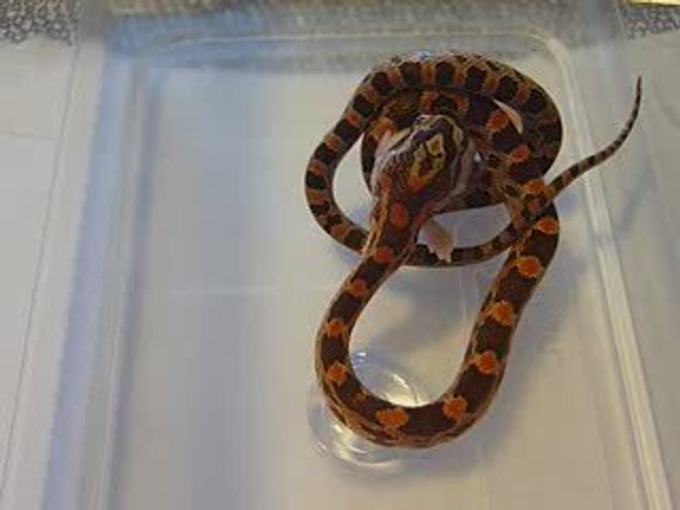 repas d'elaphe juvenile 4