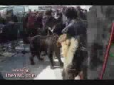 Tibetain Mastiffs fight