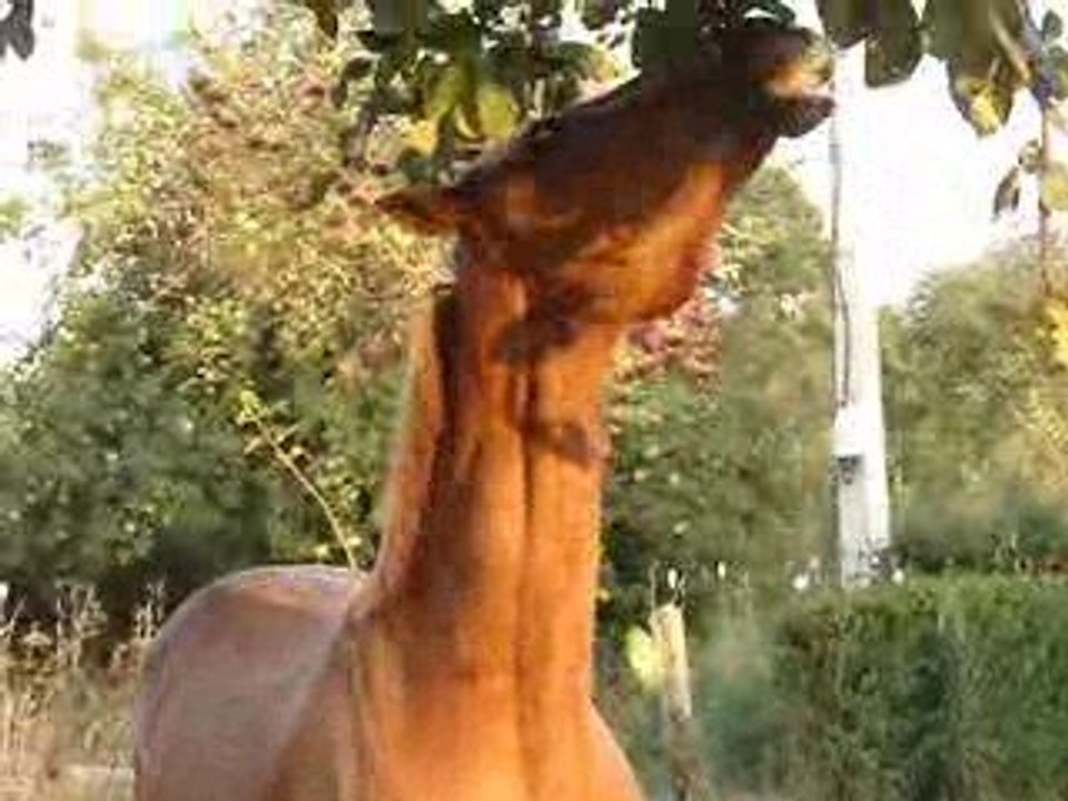 padirac aime les pommes