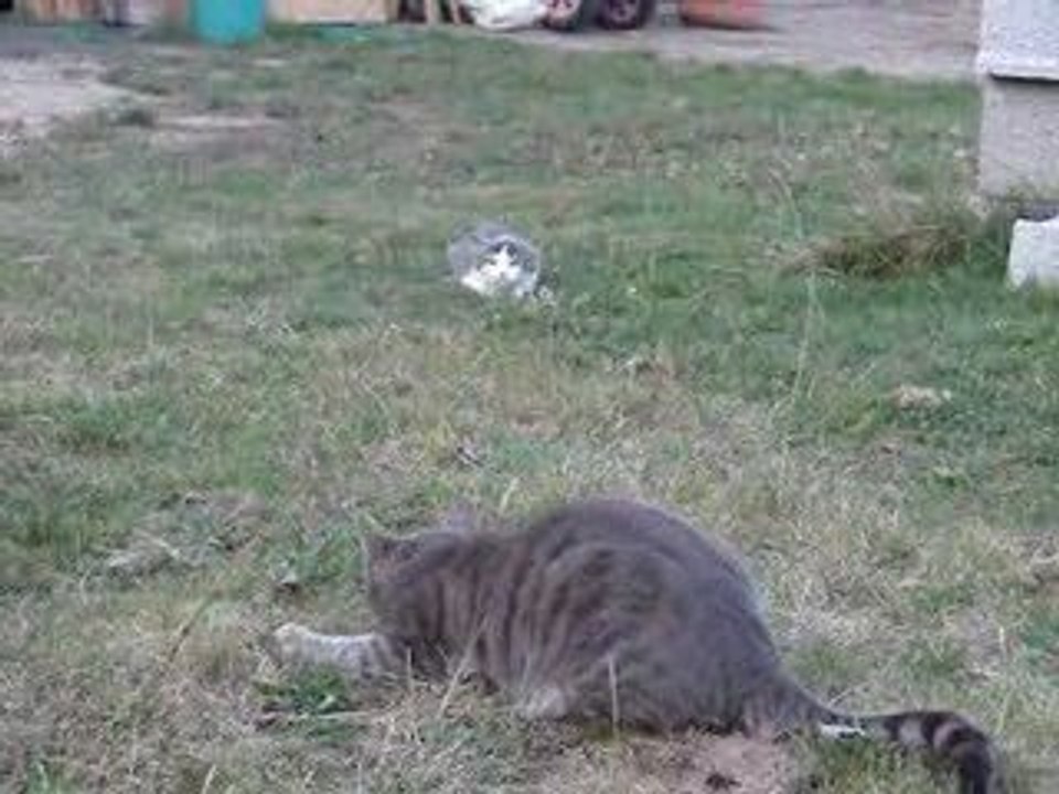 harou gandlaf félins d'attaques