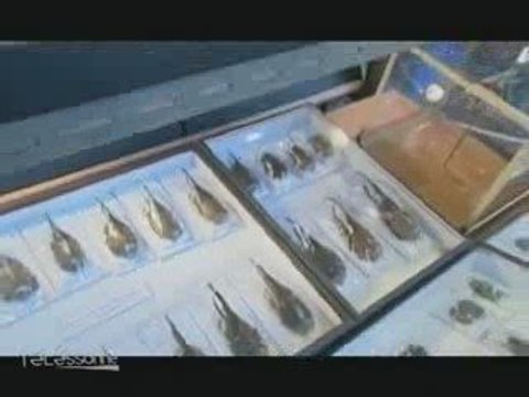 15ème salon international des insectes de Juvisy-sur-Orge