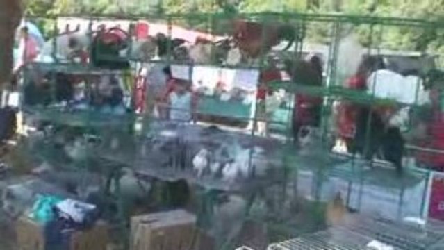 Farm festival in Spain Instituto Hemingway