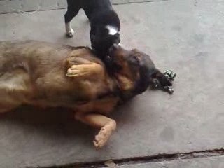 Puppy plays with older dog
