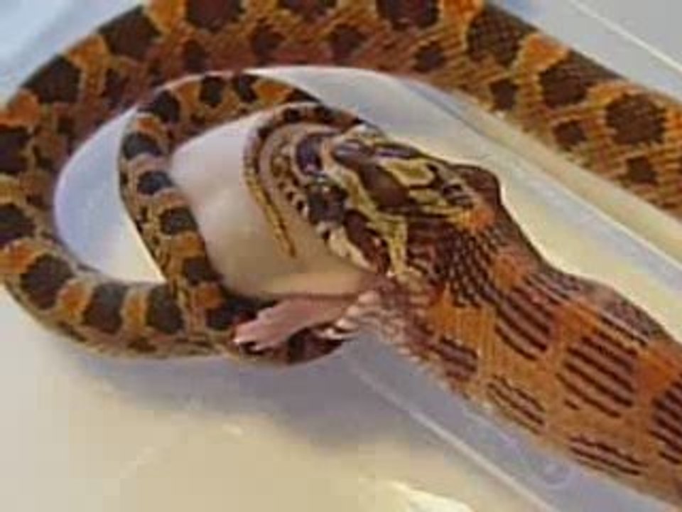 repas d'elaphe juvénile 6