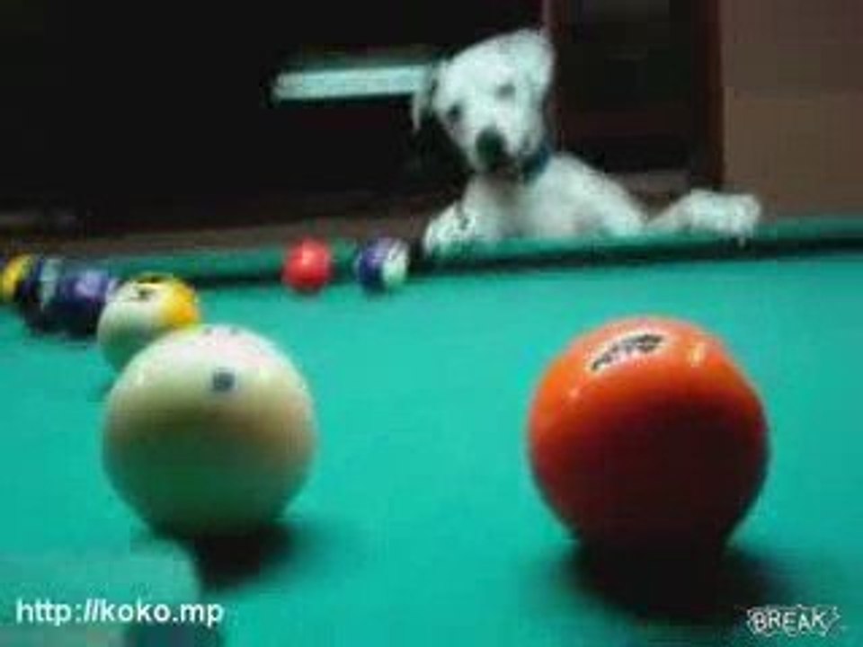 Smart dog plays pool