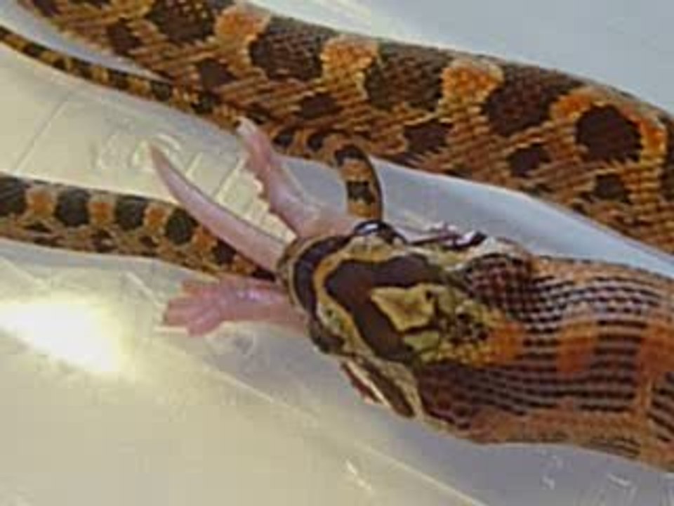 repas d'elaphe juvenile 8