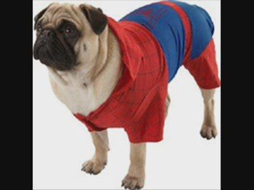 Teacup Toy Small Dog Halloween Costumes