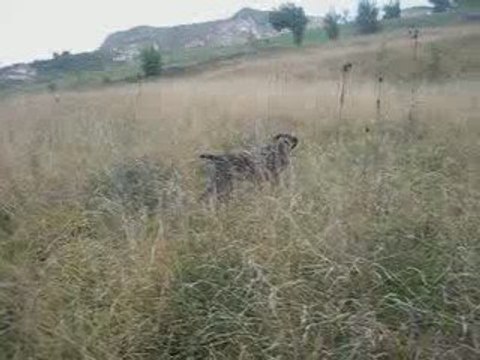 Bıldırcın Avı3 27 Eylül 2009