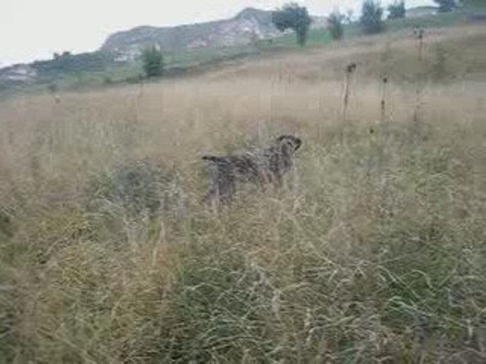 Bıldırcın Avı3 27 Eylül 2009