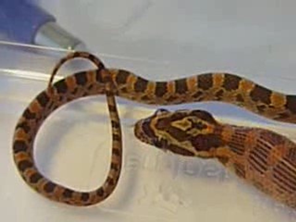 repas d'elaphe juvenile 10