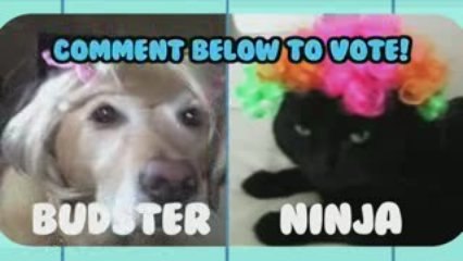 Wig Out! Animal Idol 003