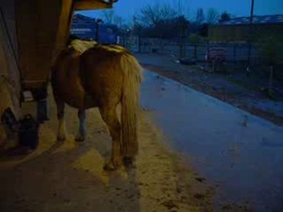 2008.03_cheval essai saut croupe elodie