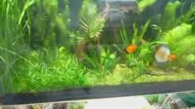 Aqua planté Villeneuve lez Béziers 25:09:09